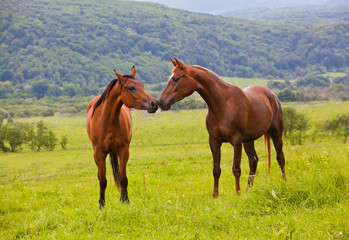 Obraz premium two Arabian horses