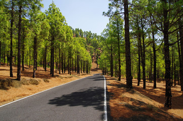 Fototapeta na wymiar Road among pine forest near El Julan in El Hierro, Spain.