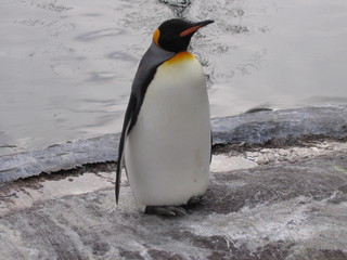 Obraz premium penguin walk