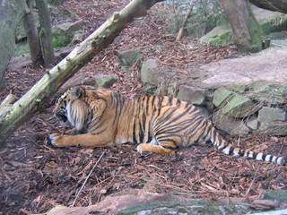 tiger laying down