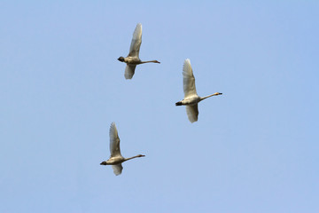 Tundra Swan