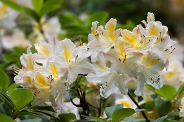 Beautiful tropical rhododendron flowers. Nice blooming plants in botanical garden. Various petal colors  of laurel