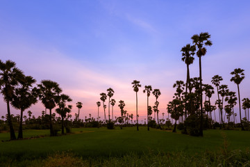 Fototapeta na wymiar Toddy or sugar palm (Borassus flabellifer) in rice field at twilight