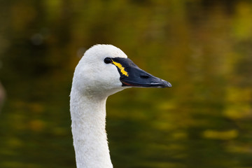Tundra Swan