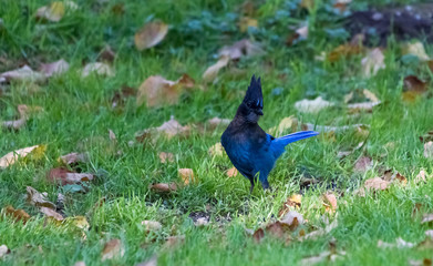STELLER'S JAY