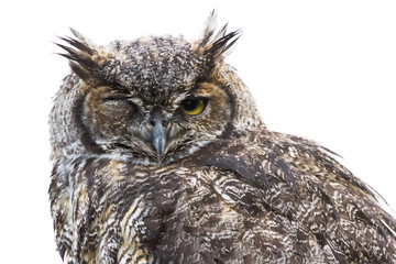 Great Horned Owl