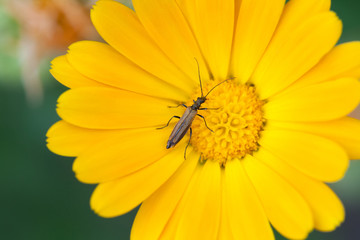 Obraz premium Beetle insect Notobitus montanus Hsiao on Marigold flower. Yellow petals garden medical plant macro view. Shallow depth field