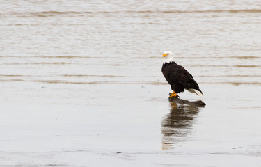 Bald Eagle