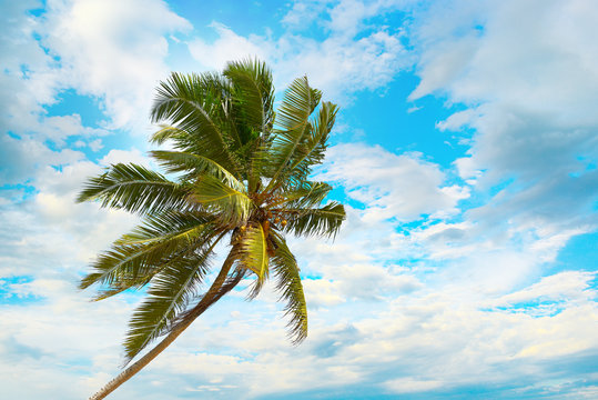 Tilted coconut palm on background the blue sky