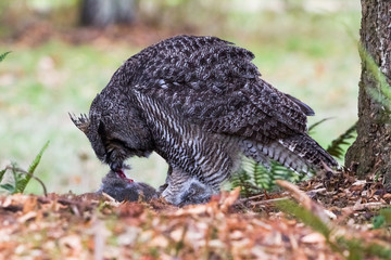 Great Horned Owl