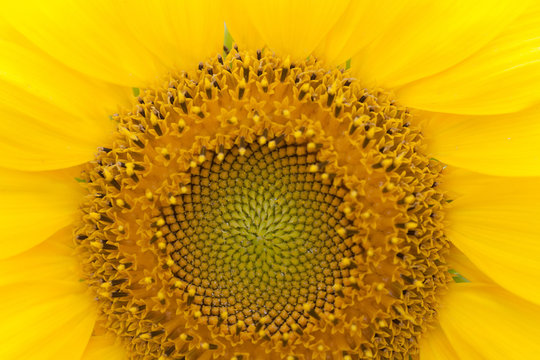 Sunflower plant macro view. Natural yellow petals and pattern agriculture plant close-up. Shallow depth of field photo