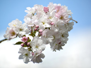 Branch of the blossoming Oriental cherry against the background of the sky