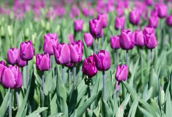 Obraz premium Violet tulips field. Spring flowers landscape sunny day. shallow depth of field photo.