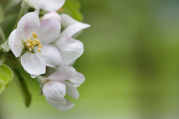 Fototapeta na wymiar Blooming apple tree. Macro view white flowers. Spring nature landscape. Soft background photo