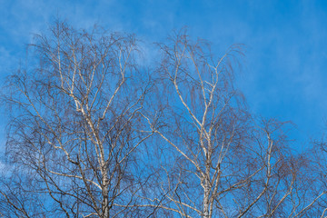 the trees on a background of blue sky in winter frosty day