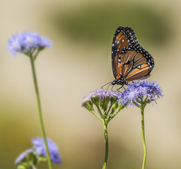 Butterfly on Flower 