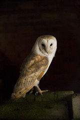 owl