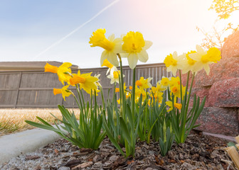 Daffodils in morning sunlight