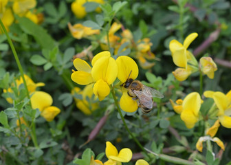 Fototapeta premium Birdfoot Trefoil (Lotus corniculatus)