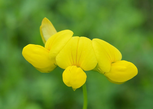 Birdfoot Trefoil (Lotus corniculatus)