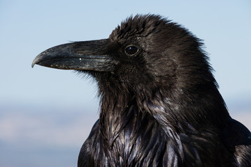 Raven at Bryce Canyon, Agua Canyon, UT, USA