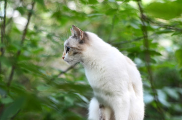 White cat sitting in a tree
