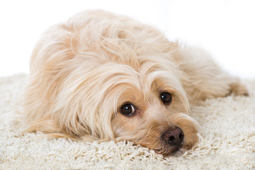 Müder Mischlingshund