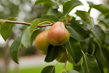 close up of pear tree branch