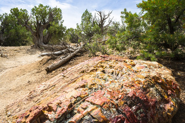Petrified wood at Escalante Petrified Forest State Park, Utah
