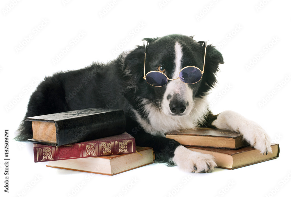 Wall mural border collie in school