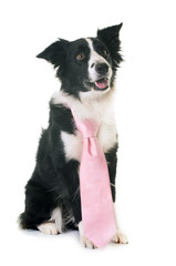 border collie and tie