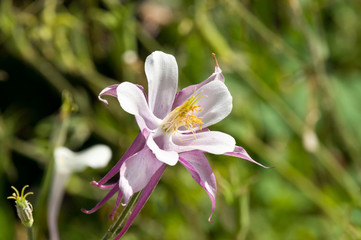 Fototapeta na wymiar Columbine Flower in Crested Butte, Co, USA