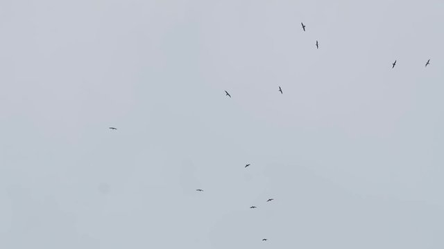Flock of birds flies far up in grey cloudy sky on a rainy day, slowmotion
