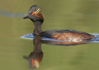 Black-necked grebe (Podiceps nigricollis) swimming in water, the Netherlands