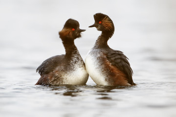Black-necked Grebe (Podiceps nigricollis) courtship on water, the Netherlands