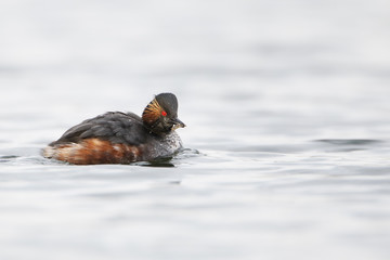Black-necked grebe (Podiceps nigricollis) swimming in water, the Netherlands