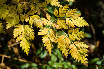 Fall at Colorado Trail at Junction Creek National Forest, Co, USA