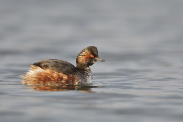Black-necked grebe (Podiceps nigricollis) swimming in water, the Netherlands