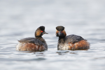 Black-necked Grebe (Podiceps nigricollis) courtship on water, the Netherlands