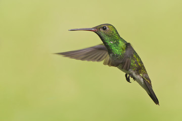 Glittering-throated Emerald (Amazilia fimbriata) in flight against clean background, Itanhaem, Brazil