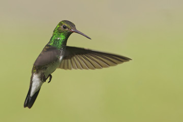 Glittering-throated Emerald (Amazilia fimbriata) in flight against clean background, Itanhaem, Brazil