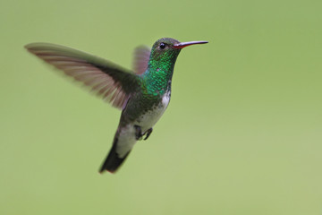 Glittering-throated Emerald (Amazilia fimbriata) in flight against clean background, Itanhaem, Brazil