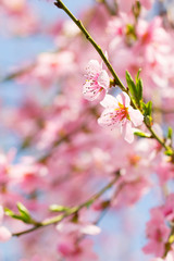 Fototapeta na wymiar Cherry tree branch bud blossom background as spring, flower, blooming season concept