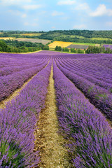 Fototapeta na wymiar lines of purple lavender flowers in bloom, descending downhill, in a valley with farms, by a woodland, on a sunny summer day. South East England, Kent