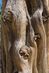 Fototapeta na wymiar Juniper tree at Soda Canyon Overlook Trail, Mesa Verde, CO, USA