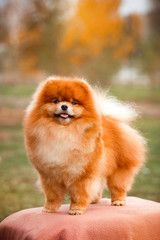 Pomeranian redhead in nature