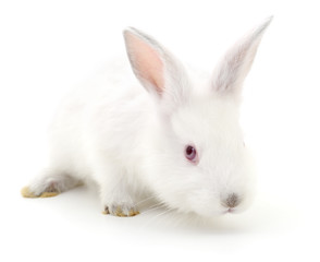 White bunny rabbit.