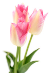 Three pink tulips.
