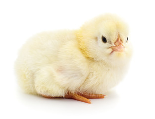 Small yellow chicken