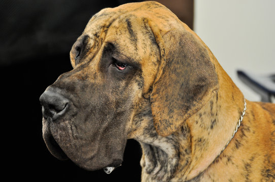 Testa di Alano Tigrato Fulvo